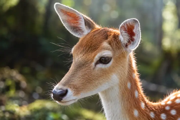 A young deer in a woodland setting shown with softer fur and facial details.