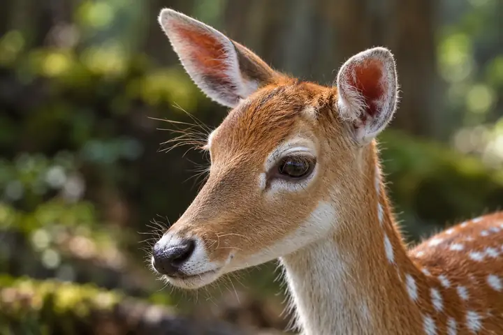 A young deer in a woodland setting with visible fur and facial details.